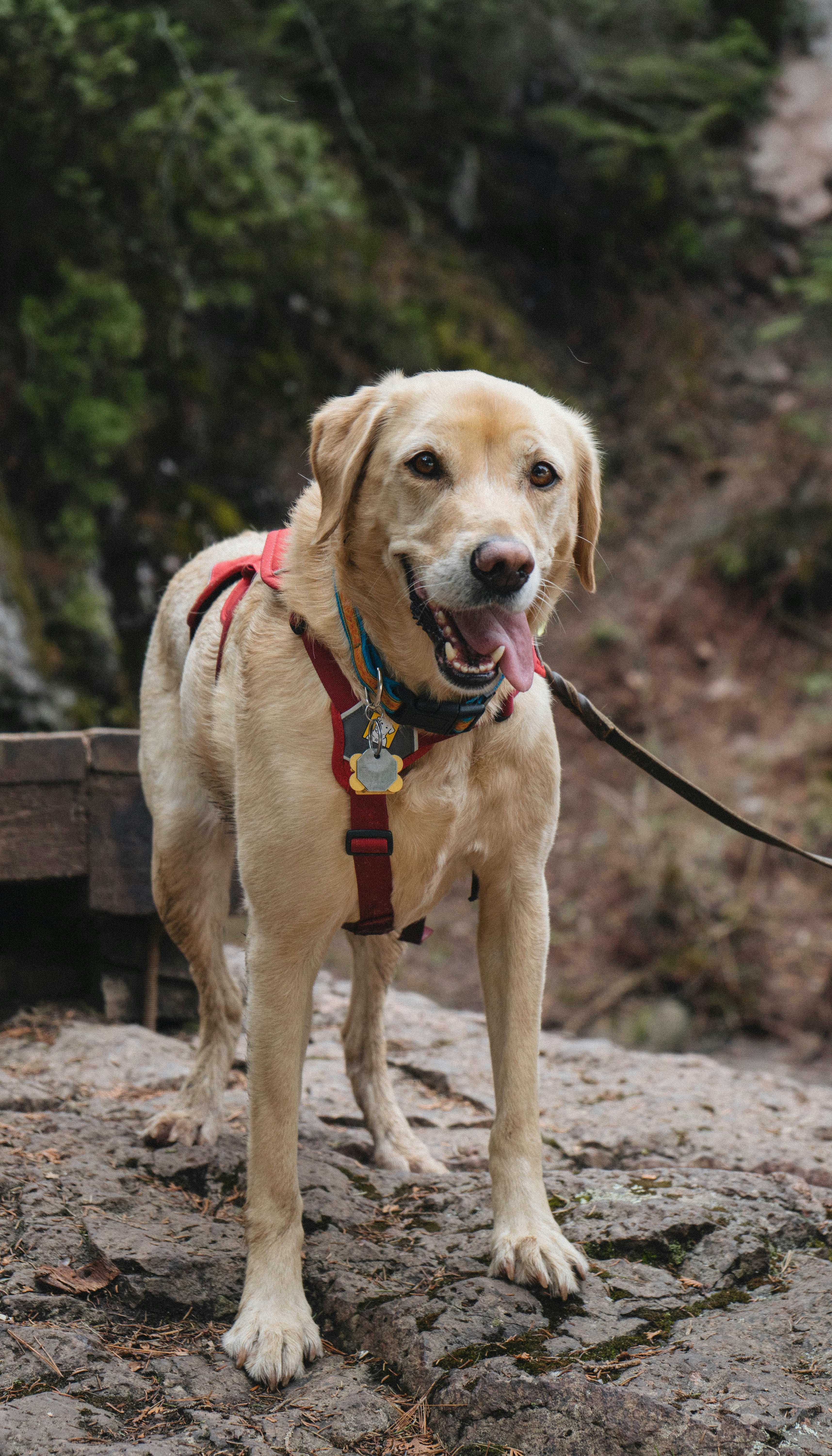 short-coated brown dog with black leash standing on rock